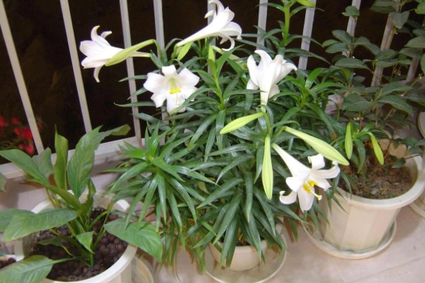 百合花的花期,一般是每年四月份开花