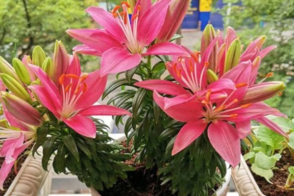 百合花的花期,一般是每年四月份开花
