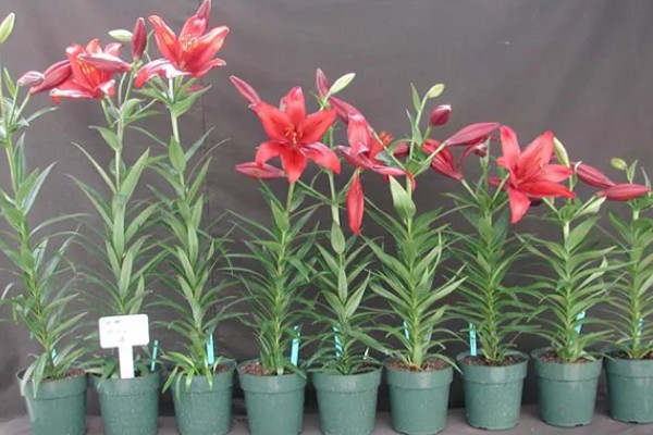 百合花的花期,一般是每年四月份开花