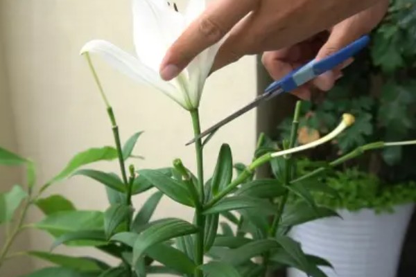 百合花的花期,一般是每年四月份开花