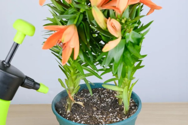 百合花的花期,一般是每年四月份开花