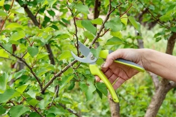 杏树树枝的整形方法,选留角度较好的7-12个梢