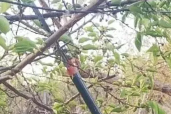 杏树树枝的整形方法,选留角度较好的7-12个梢
