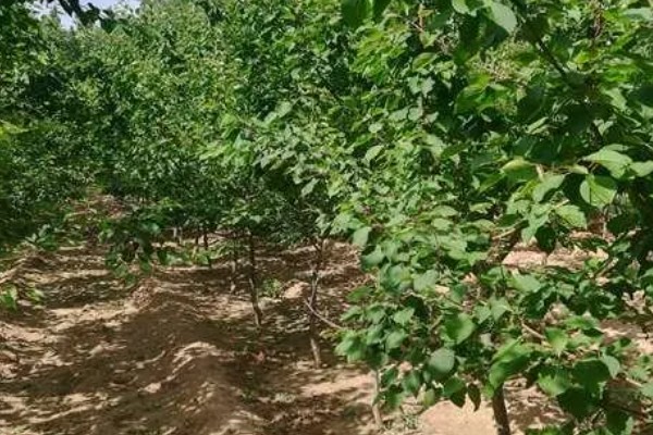 杏树树枝的整形方法,选留角度较好的7-12个梢
