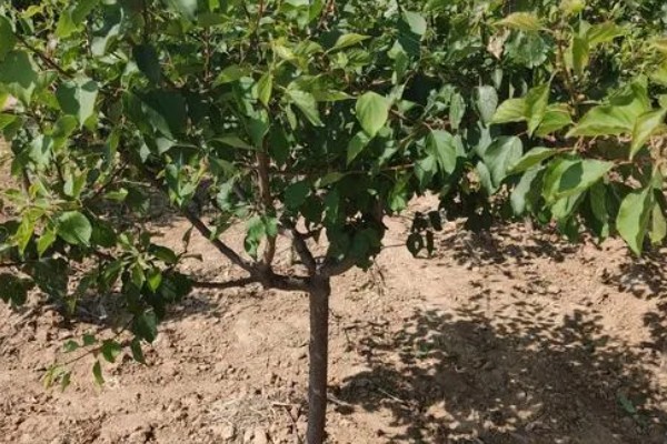杏树树枝的整形方法,选留角度较好的7-12个梢
