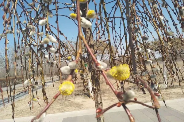 银柳的花期,5-6月间持续开放一个月