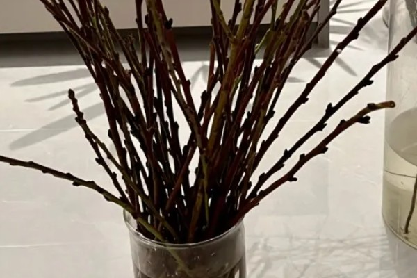 银柳的花期,5-6月间持续开放一个月