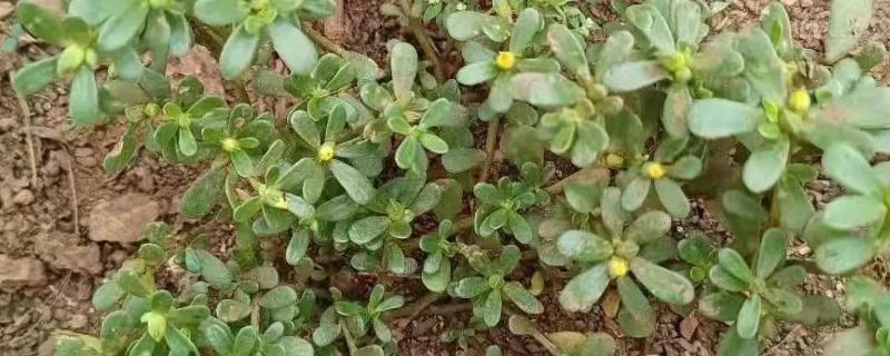 马齿苋怎么种植,适合在5-6月份播种