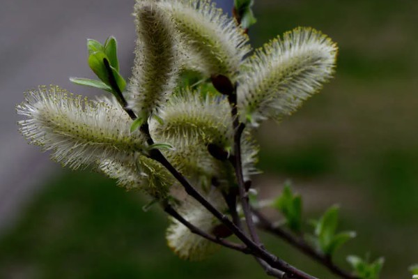 银柳的花期,5-6月间持续开放一个月
