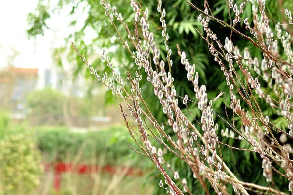 银柳的花期,5-6月间持续开放一个月