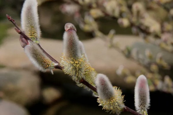 银柳的花期,5-6月间持续开放一个月