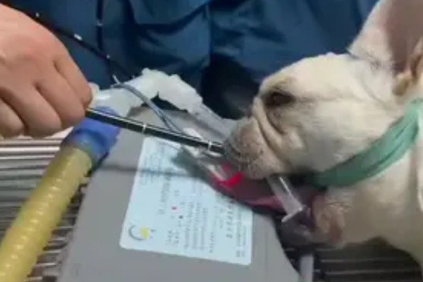 狗狗食道阻塞的病因，病因有原发性和继发性两种