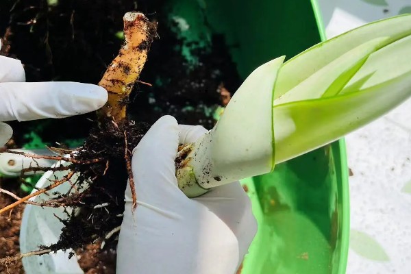 虎皮兰的分盆注意事项,一定不要伤害到它的根系