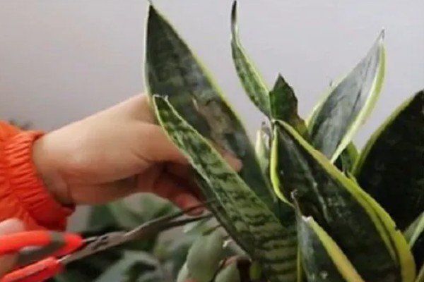 虎皮兰的分盆注意事项,一定不要伤害到它的根系
