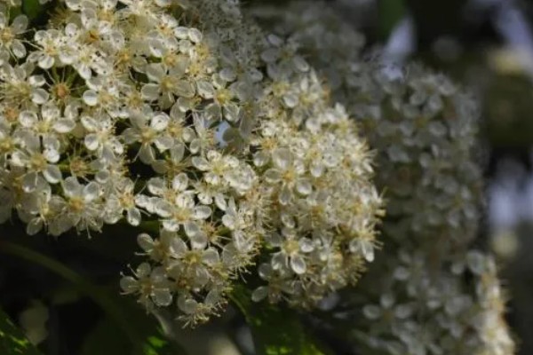 石楠花的开花时间，在每年春天的4-5月份开放