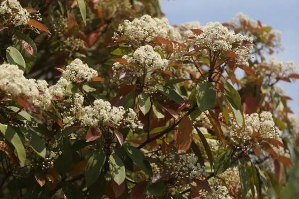 石楠花的开花时间，在每年春天的4-5月份开放