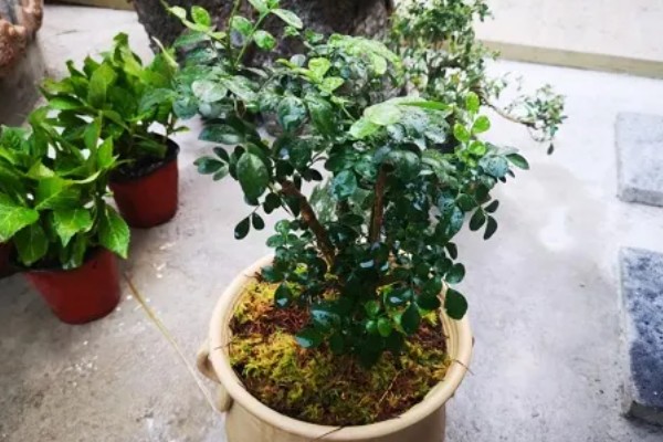 九里香的养殖方法,适合生长在光照充足的环境下