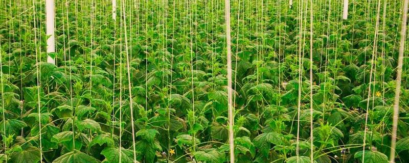 无公害蔬菜的种植方法，播种前要对种子消毒