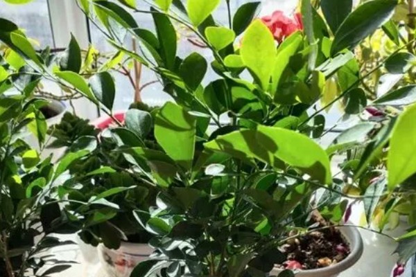 九里香的养殖方法,适合生长在光照充足的环境下