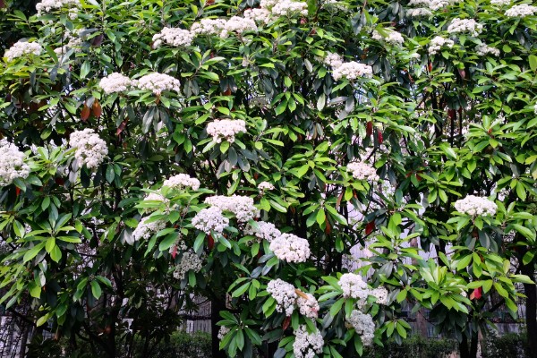 石楠花的开花时间，在每年春天的4-5月份开放