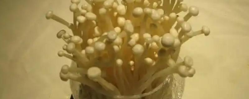 怎么让金针菇的根部再生,在潮湿和碱性环境中会自行生长