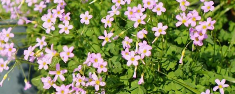 酢浆草的过冬方法,室内温度保持在18-25℃