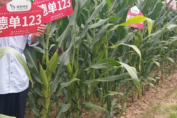 德单123玉米种子简介，生育期平均98.2天