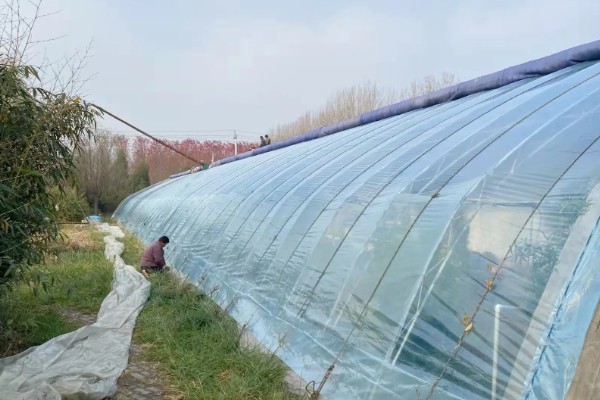 怎么在大棚内种植豇豆,结荚期每隔10-15天左右追肥一次