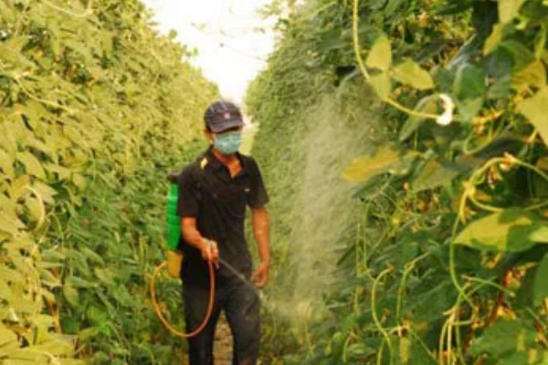 怎么在大棚内种植豇豆,结荚期每隔10-15天左右追肥一次