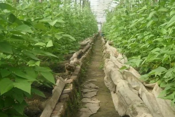 怎么在大棚内种植豇豆,结荚期每隔10-15天左右追肥一次