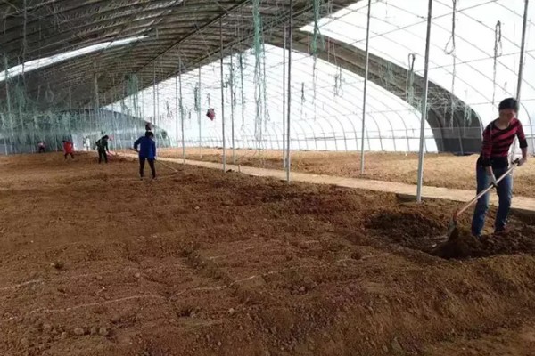 怎么在大棚内种植豇豆,结荚期每隔10-15天左右追肥一次