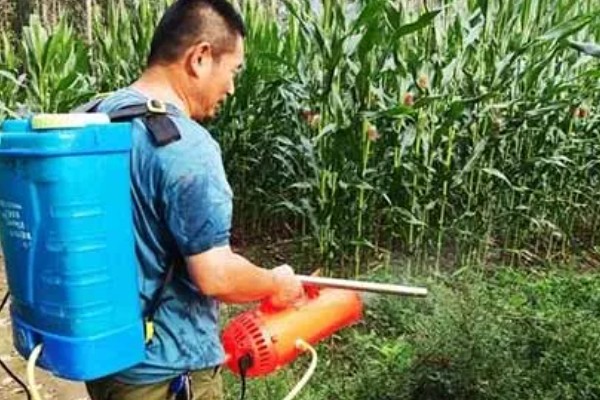德单123玉米种子简介，生育期平均98.2天