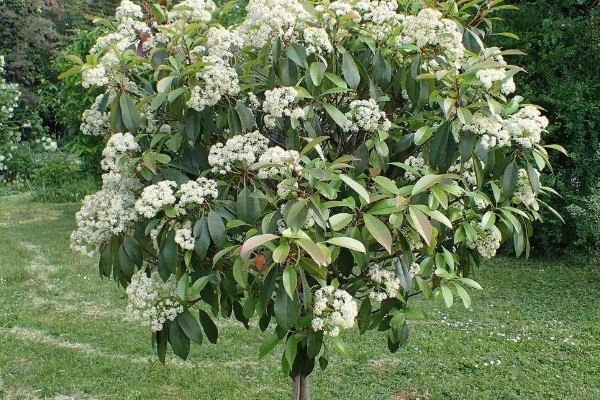 石楠花的开花时间，在每年春天的4-5月份开放