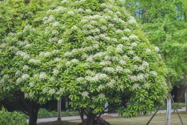 石楠花的开花时间，在每年春天的4-5月份开放
