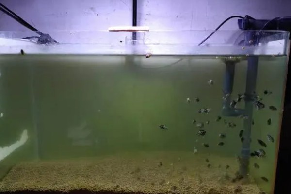 怎么让鱼缸水变清澈,定期清洗过滤棉