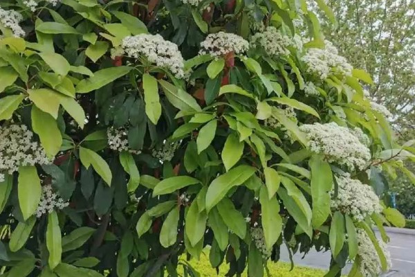 石楠花的开花时间，在每年春天的4-5月份开放