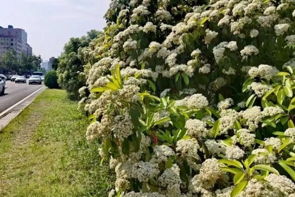 石楠花的开花时间，在每年春天的4-5月份开放