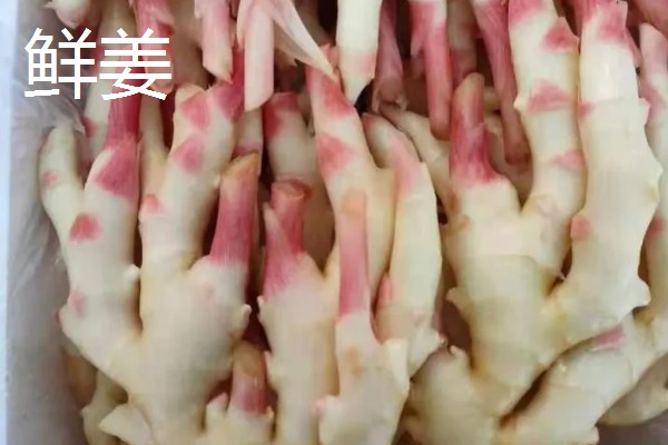 鲜姜和老姜有什么区别,外观、口感、食用方法都不同