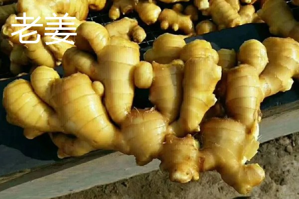 鲜姜和老姜有什么区别,外观、口感、食用方法都不同