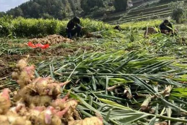 鲜姜和老姜有什么区别,外观、口感、食用方法都不同