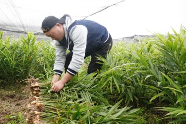 鲜姜和老姜有什么区别,外观、口感、食用方法都不同