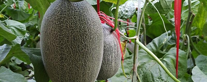 哈密瓜成熟所需时间,需要3-4个月左右