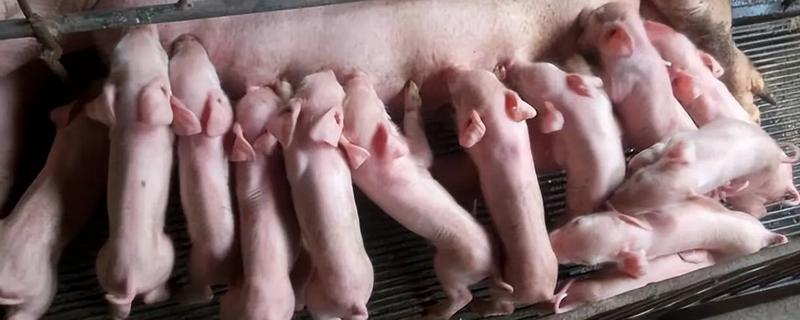 仔猪黄白痢怎么用药治疗,卡那霉素、庆大霉素等药物可以选择