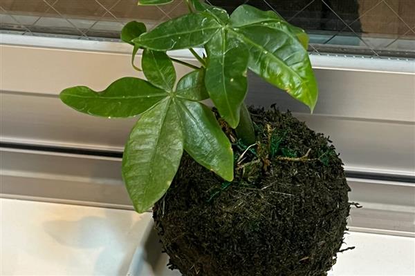 发财树烂根怎么办,脱盆修根经过消毒后换土重栽