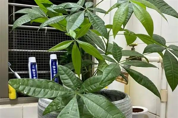 发财树烂根怎么办,脱盆修根经过消毒后换土重栽