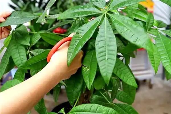 发财树烂根怎么办,脱盆修根经过消毒后换土重栽