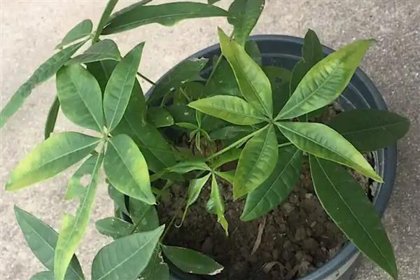 发财树烂根怎么办,脱盆修根经过消毒后换土重栽