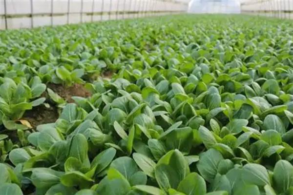 无公害蔬菜的种植方法,播种前要对种子消毒