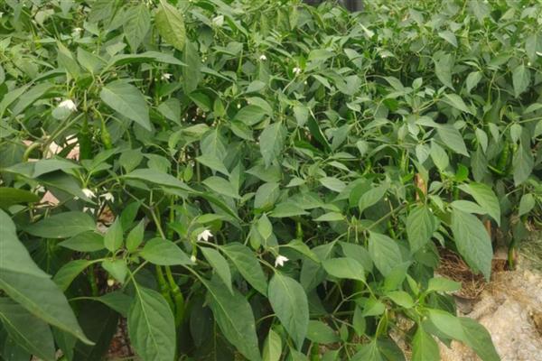 无公害蔬菜的种植方法,播种前要对种子消毒