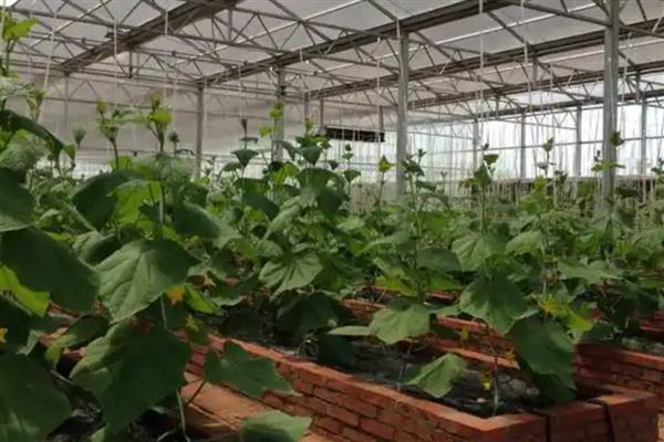 无公害蔬菜的种植方法,播种前要对种子消毒